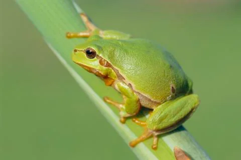 Tree Frog Stock Photos