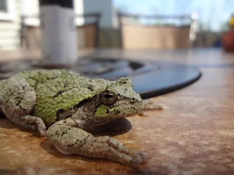 Tree Frog Stock Photos