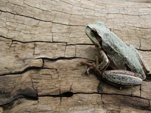 Tree frog Stock Photos