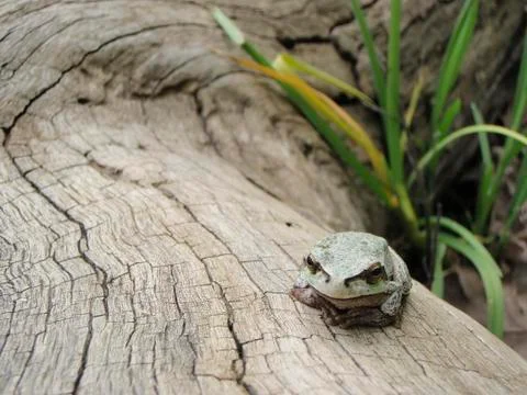 Tree frog Stock Photos
