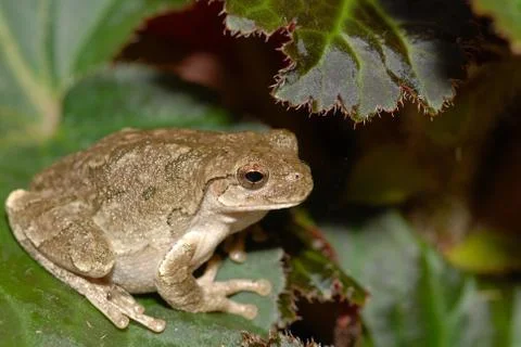 Tree Frog Stock Photos