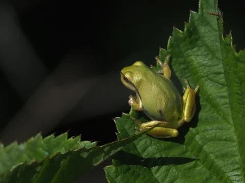 Tree frog Foto stock