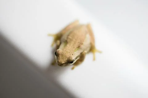 Tree frog Stock Photos
