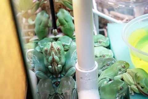 Tree frog 스톡 사진