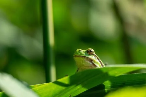 Tree frog Stock Photos