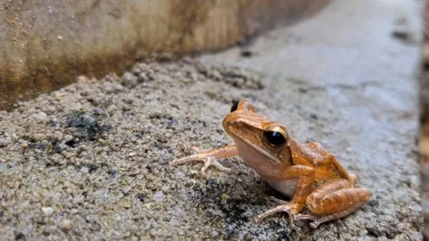 A tree frog playing on a concrete wall after rain (Polypedates leucomystax),  스톡 동영상 220673046