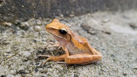 A tree frog playing on a concrete wall after rain (Polypedates leucomystax),  스톡 동영상 220673097