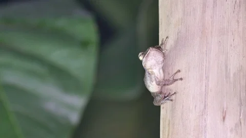 Tree frog on the pole Video stock 108863541
