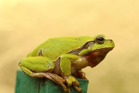 Tree frog profile view Stock Photos