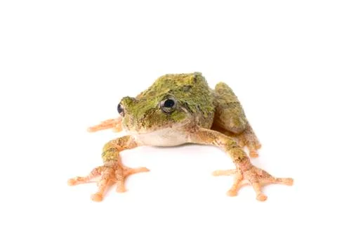 Tree frog ready to jump Stock Photos