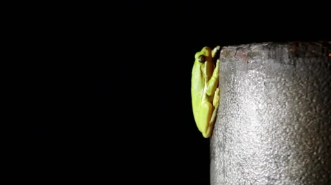 Tree Frog Relaxes On A Pole At Night Stock Footage 42903823