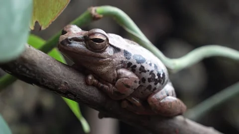 Tree frog relaxing  Stock Footage 278045924