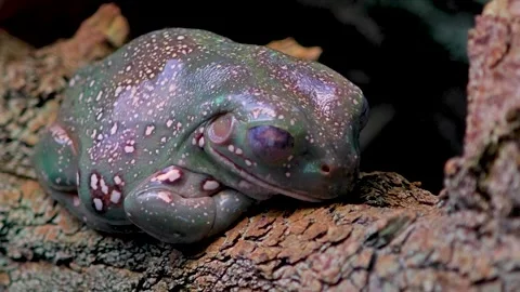 A tree frog is relaxing on a tree Stock Footage 299373157