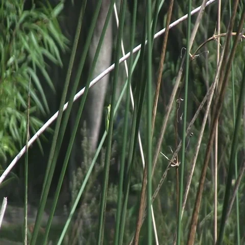 A tree frog resting Stock Footage 69550447