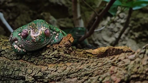 A tree frog resting Stock Footage 252655517