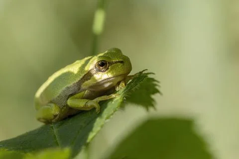 A tree frog is resting on a green leaf Stock Photos