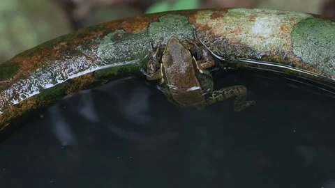 Tree Frog Resting Inside Clay Water Pot Видео 334990734