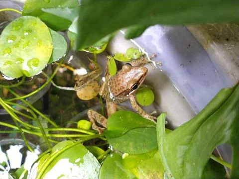 Tree frog resting on a mini pond with aquatic plant Stock Photos