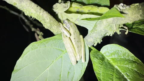 Tree frog rests peacefully on broad green leaf at night showcasing textured skin Stock Footage 337948205
