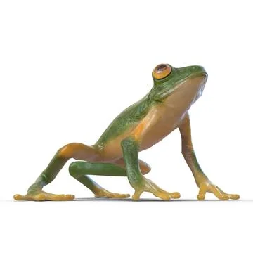 Tree Frog Rigged for Cinema 4D ~ 3D Model #91002714 | Pond5