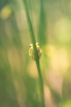Tree frog - rush - front view Фото