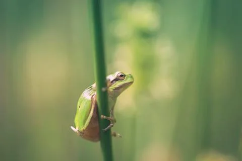 Tree frog - side view Stock Photos