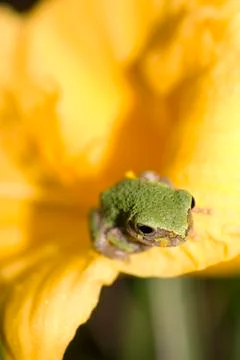 Tree frog sitting on a flower Stock Photos