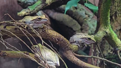 A tree frog sitting Stock Footage 263718439