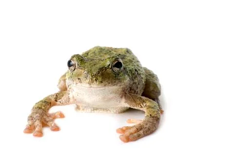 Tree frog staring Stock Photos