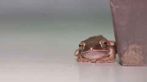 Tree frog staying on the floor Stock Footage 88290908