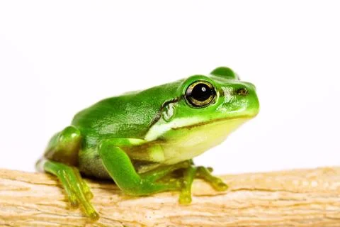 Tree frog on stem of plant Stock Photos