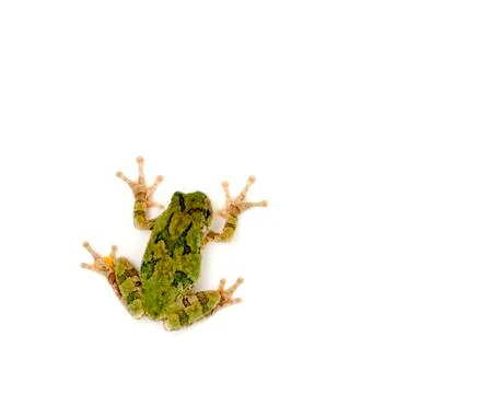 Tree frog stuck to a white background Stock Photos