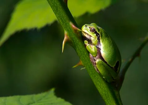 Tree frog on thorns Stock Photos