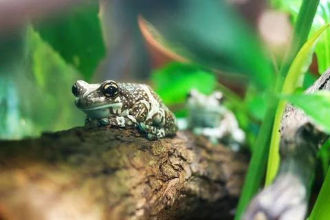 Tree frog Tree frog. Two amazon milk frogs sitting on a tree among green p... Stock Photos