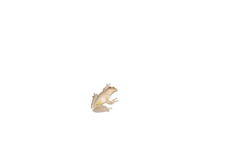 Tree frog on a white background Stock Photos