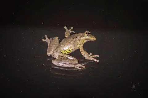 Tree frog on a window at night Stock Photos