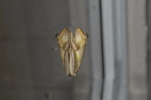 Tree frog on a window at night Stock Photos