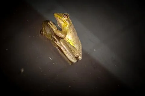 Tree frog on a window at night Stock Photos