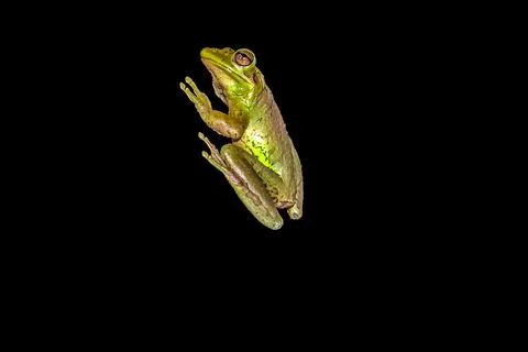 Tree frog on a window at night Stock Photos