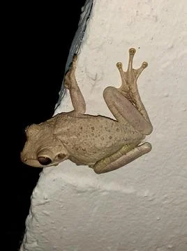 Tree frog on a window at night Stock Photos