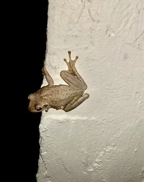 Tree frog on a window at night Foto stock