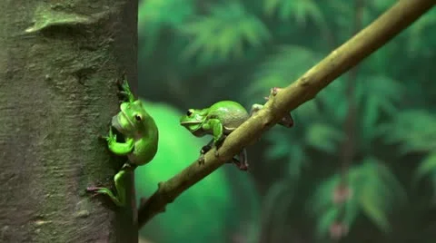 Tree frogs 2 Stock Footage