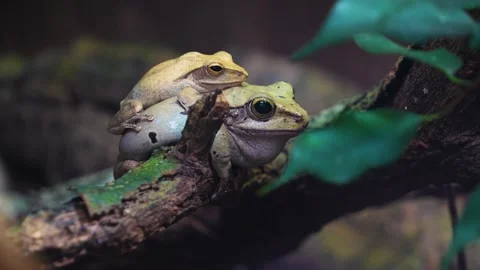 Tree frogs on a branch Video stock 274580240