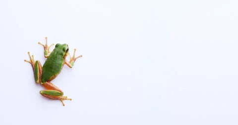 Tree frogs Stock Footage 172499352