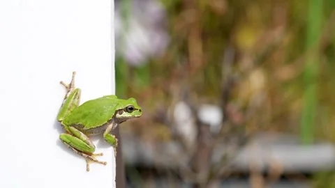 Tree frogs Stock Footage 267527570