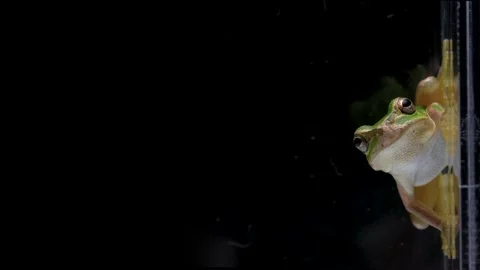 Tree frogs Stock Footage 268372609