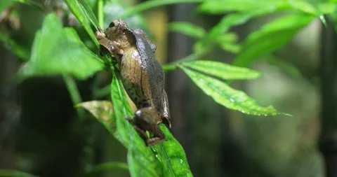 A Tree Frogs Perilous Journey Stock Footage 287314587