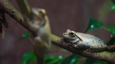 Tree frogs sitting around Stock Footage 246590686