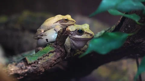 Tree frogs sitting on each other  Stock Footage 274637660