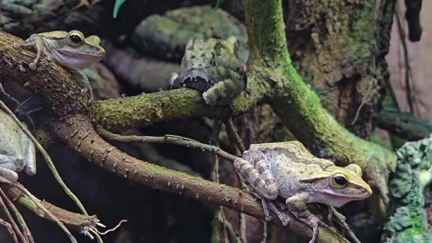 Tree frogs sitting  Stock Footage 263678277